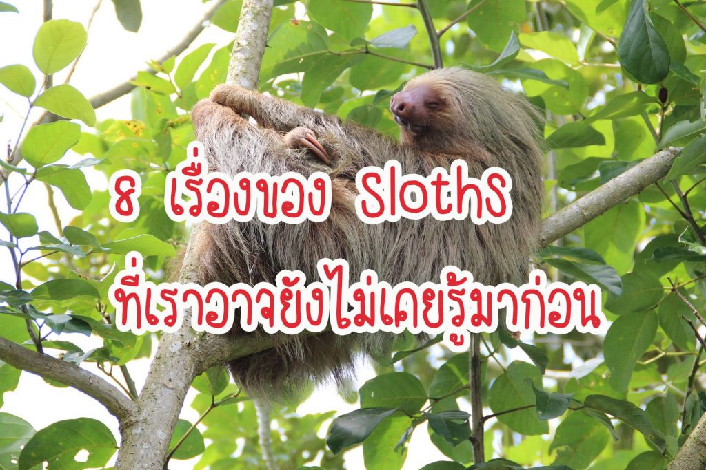 8 เรื่องของ Sloths ที่เราอาจยังไม่เคยรู้มาก่อน